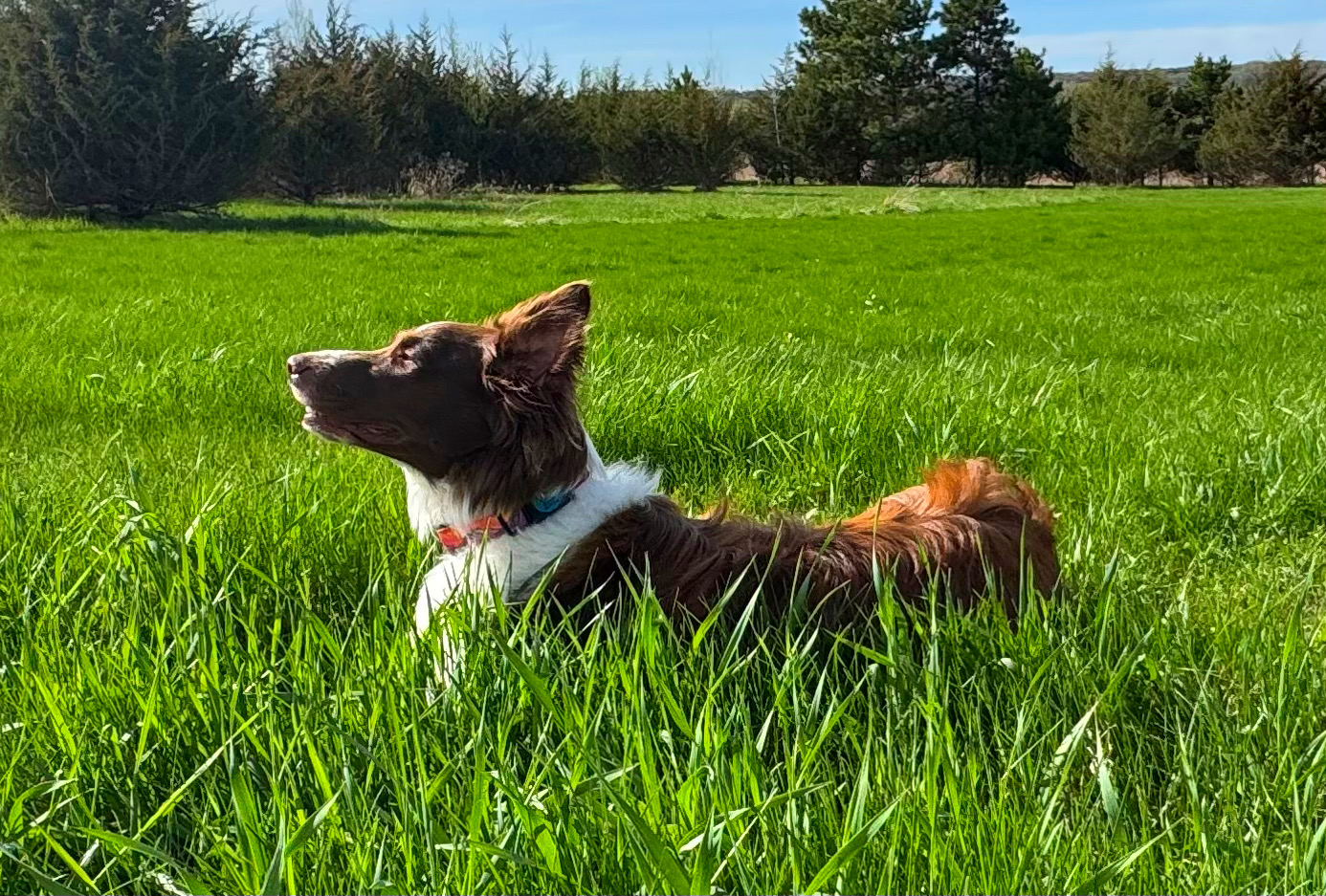 Sassy relaxing in the sunny grass